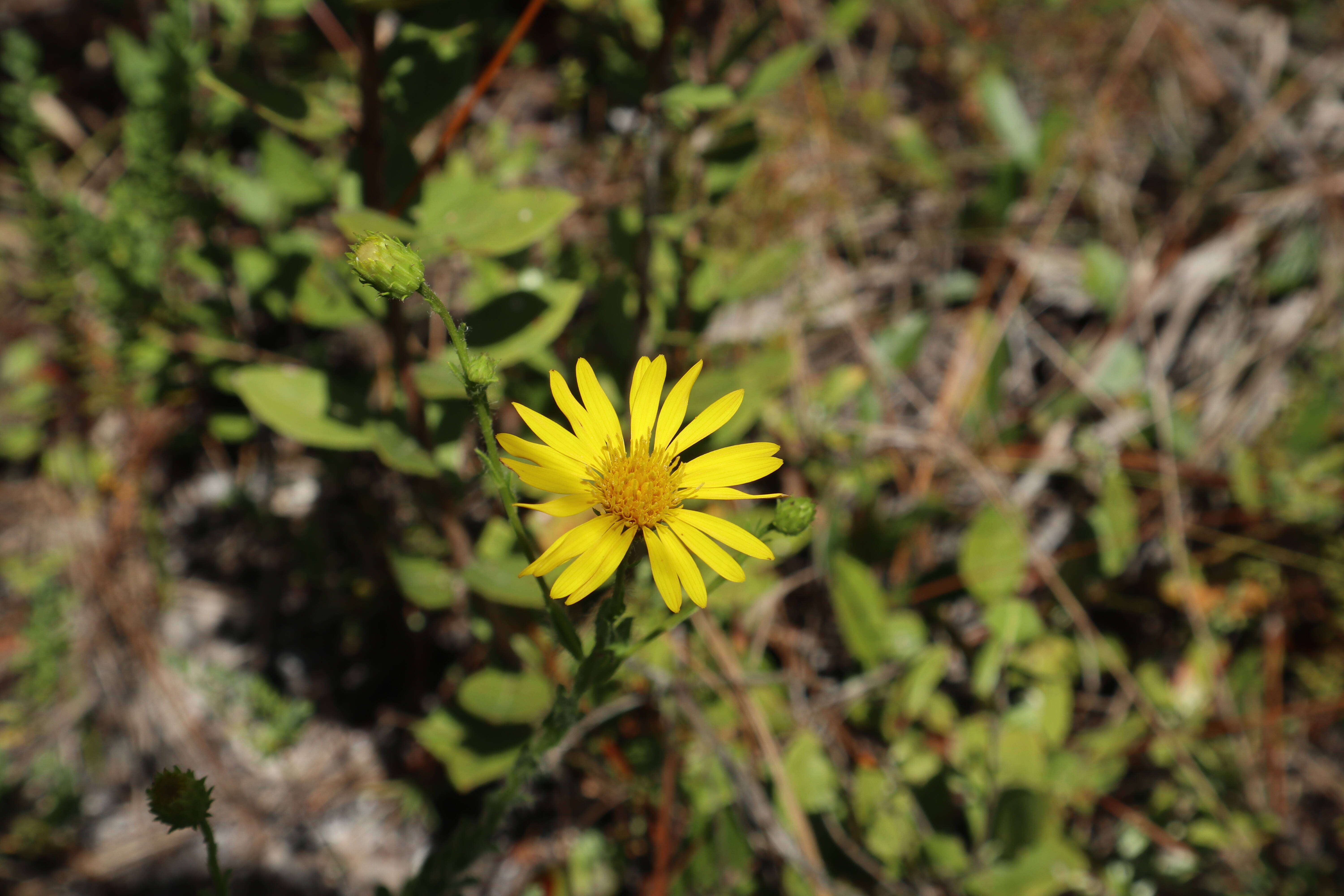 Image de Chrysopsis gossypina (Michx.) Ell.