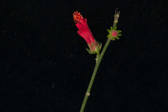 Image of Hibiscus peripteroides P. A. Fryxell