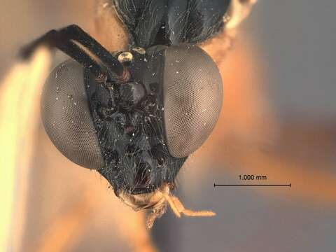 Image of Polycyrtus proximannulatus Cushman 1931