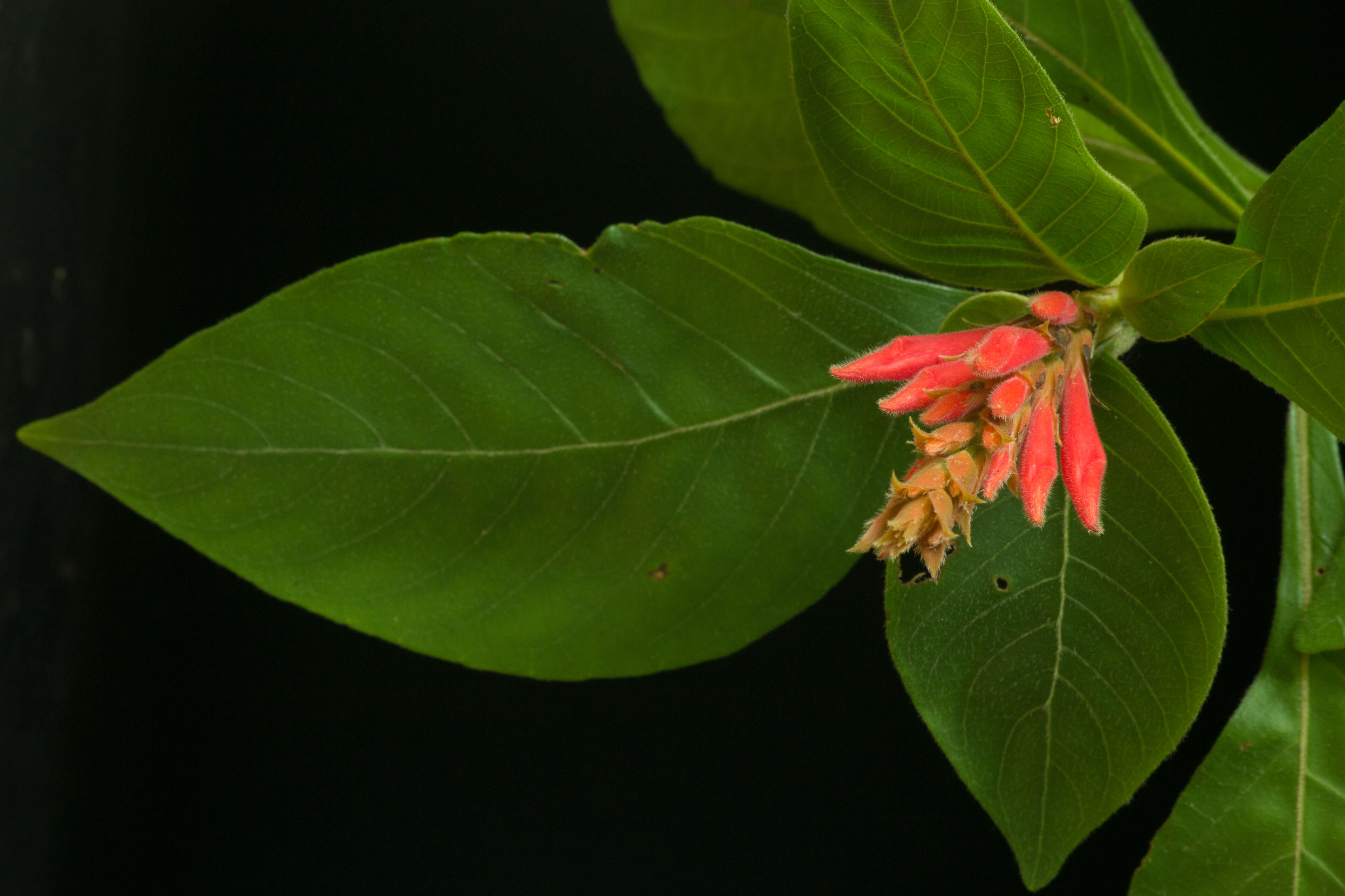 Image de Aphelandra scabra (Vahl) Sm.