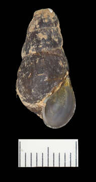 Image of Elimia flava (I. Lea 1862)