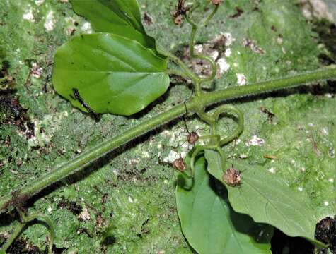 Слика од Tynanthus cognatus (Cham.) Miers