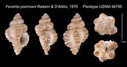 Image of Pygmaepterys poormani (Radwin & D' Attilio 1976)