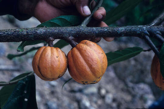 Image of cacao