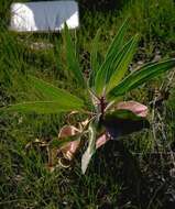 Oenothera macrocarpa subsp. macrocarpa resmi