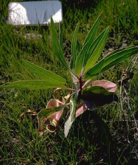 Oenothera macrocarpa subsp. macrocarpa resmi