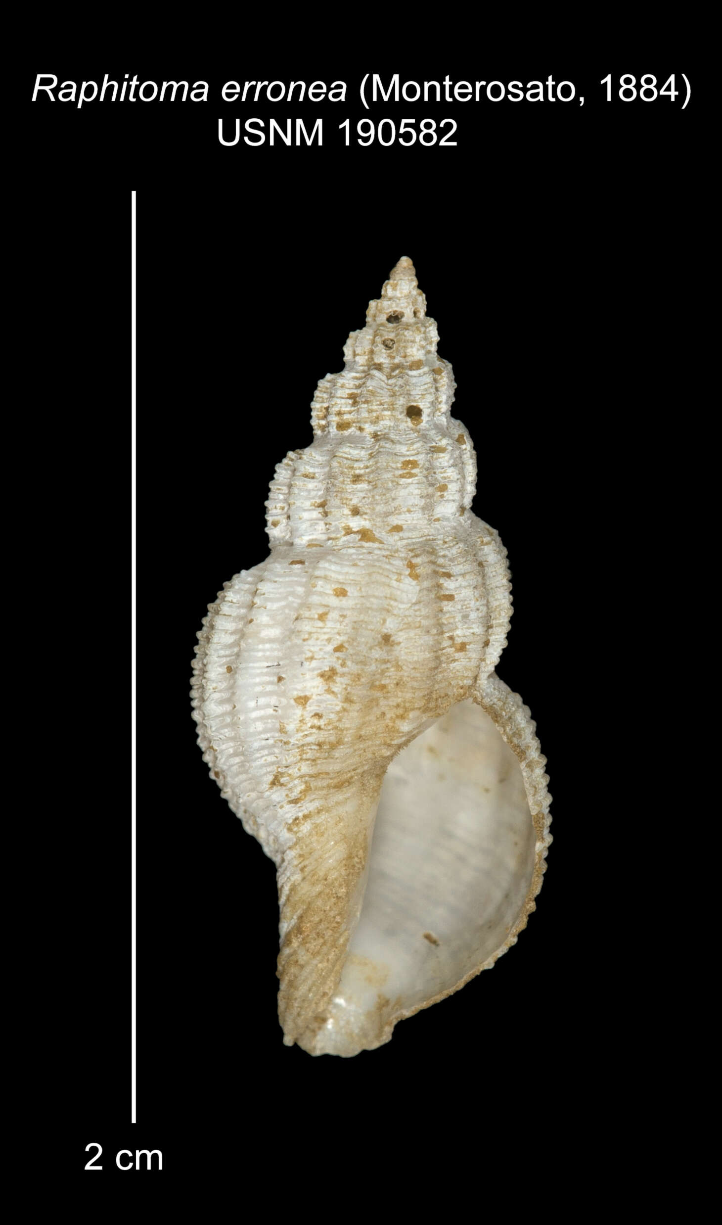 صورة Leufroyia erronea Monterosato 1884