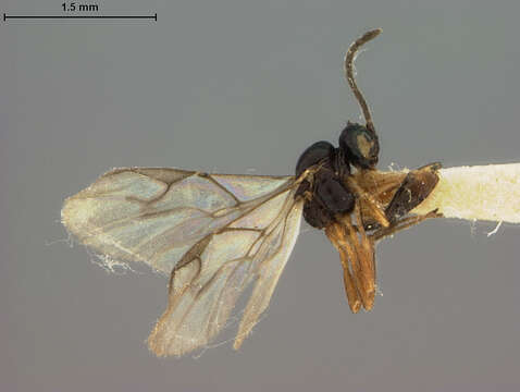 صورة Aphidius areolatus Ashmead 1906