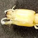 Image of <i>Mesacturoides brevisquamatus</i>