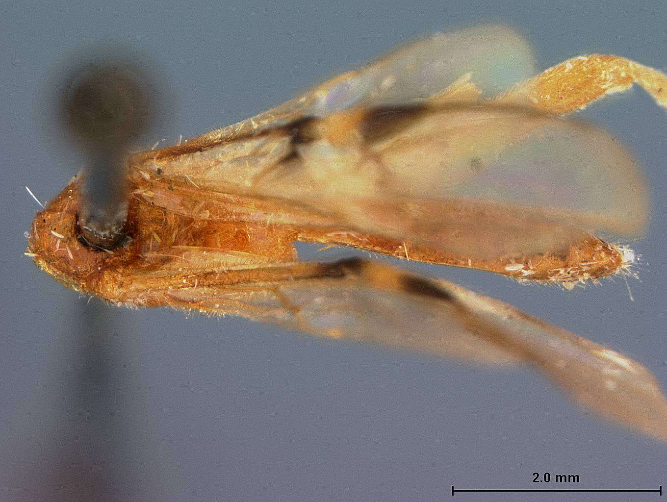 Image of Zelomorpha angostura Bhat & Gupta 1977