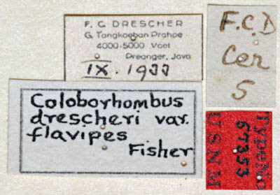 Image of Scalenus drescheri (Fisher 1936)