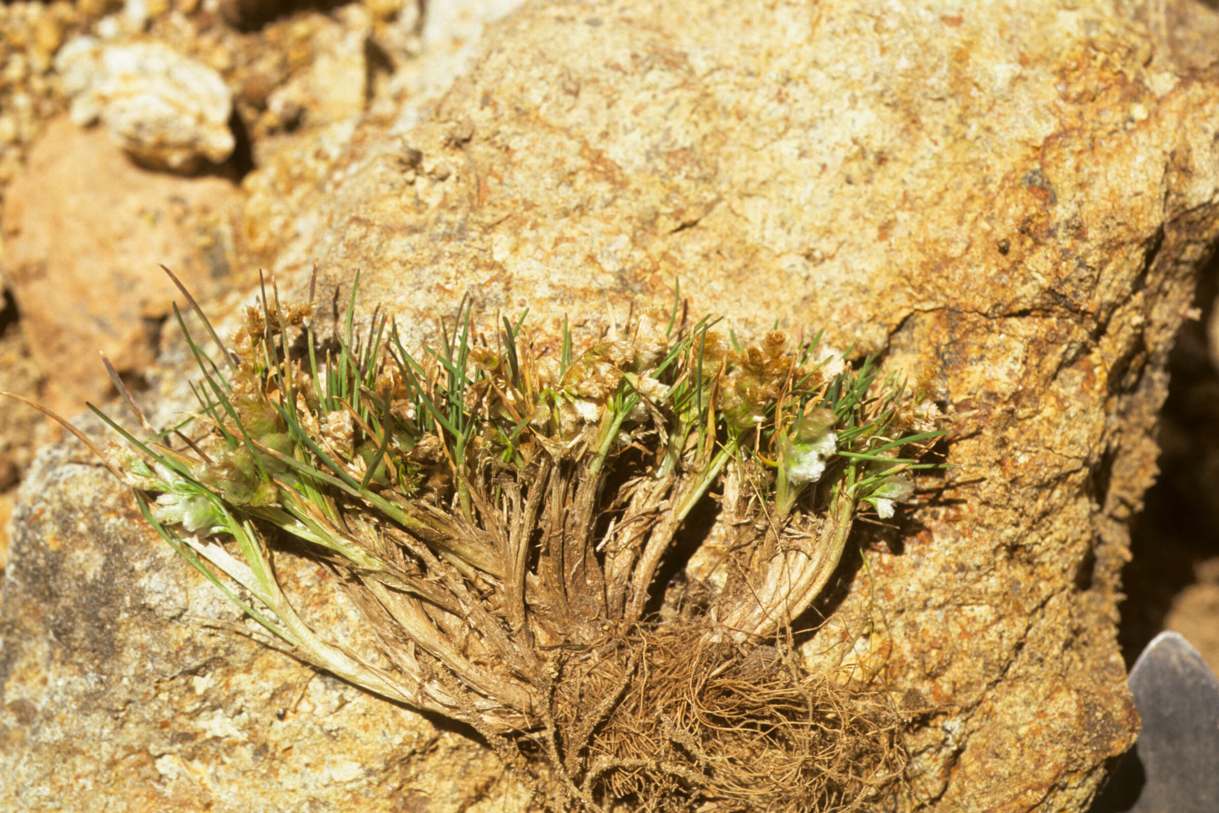 Image of Poa lepidula (Nees & Meyen) Soreng & L. J. Gillespie