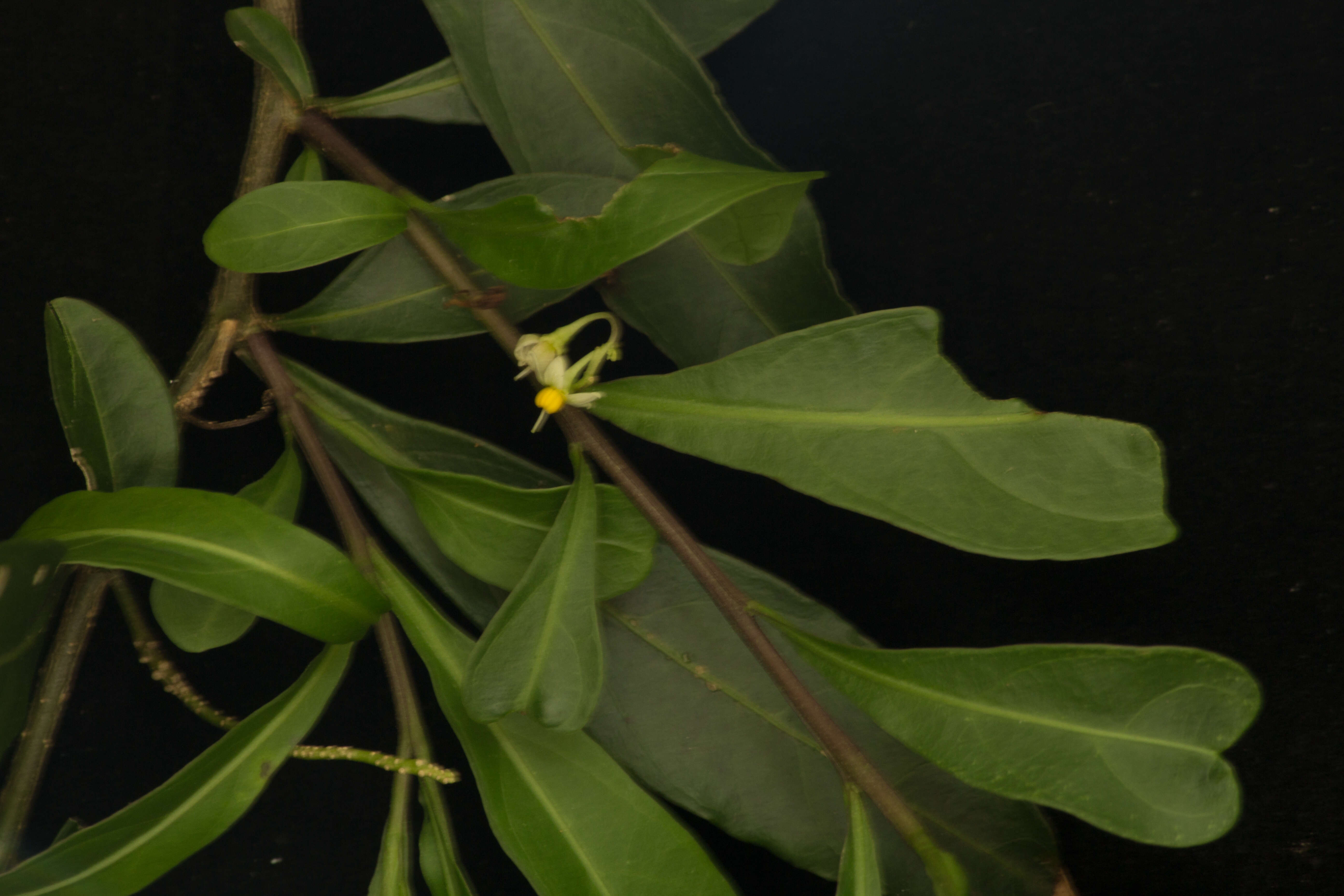 Image of twoleaf nightshade