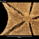 Image of Notioceramus anomalus Fisher 1940