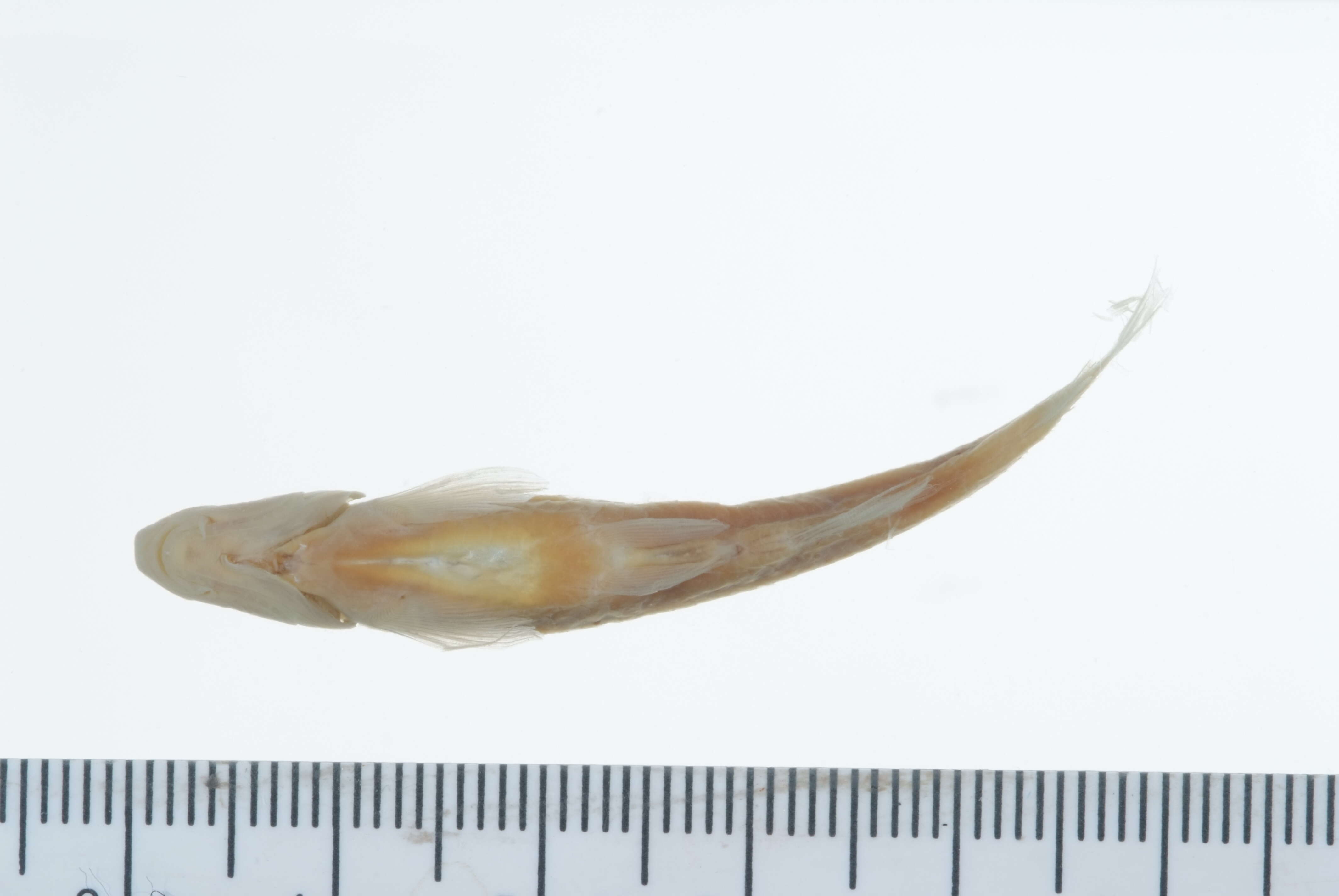 Macrhybopsis hyostoma (Gilbert 1884)的圖片