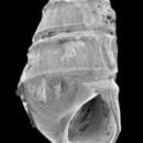 Image of Eulimastoma weberi (J. P. E. Morrison 1965)