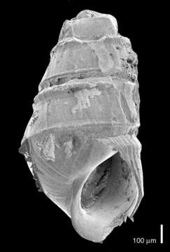 Image of Eulimastoma weberi (J. P. E. Morrison 1965)