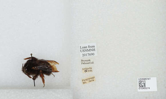 Image of Bombus rufipes Lepeletier 1836