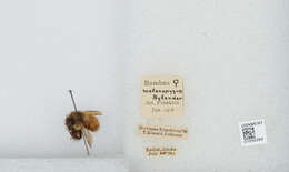 Image of Black Tail Bumble Bee