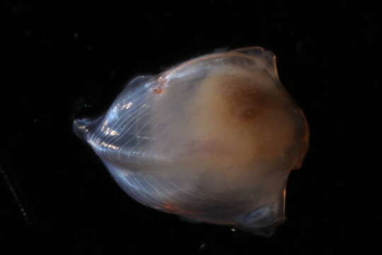 Diacavolinia longirostris (Blainville 1821)的圖片