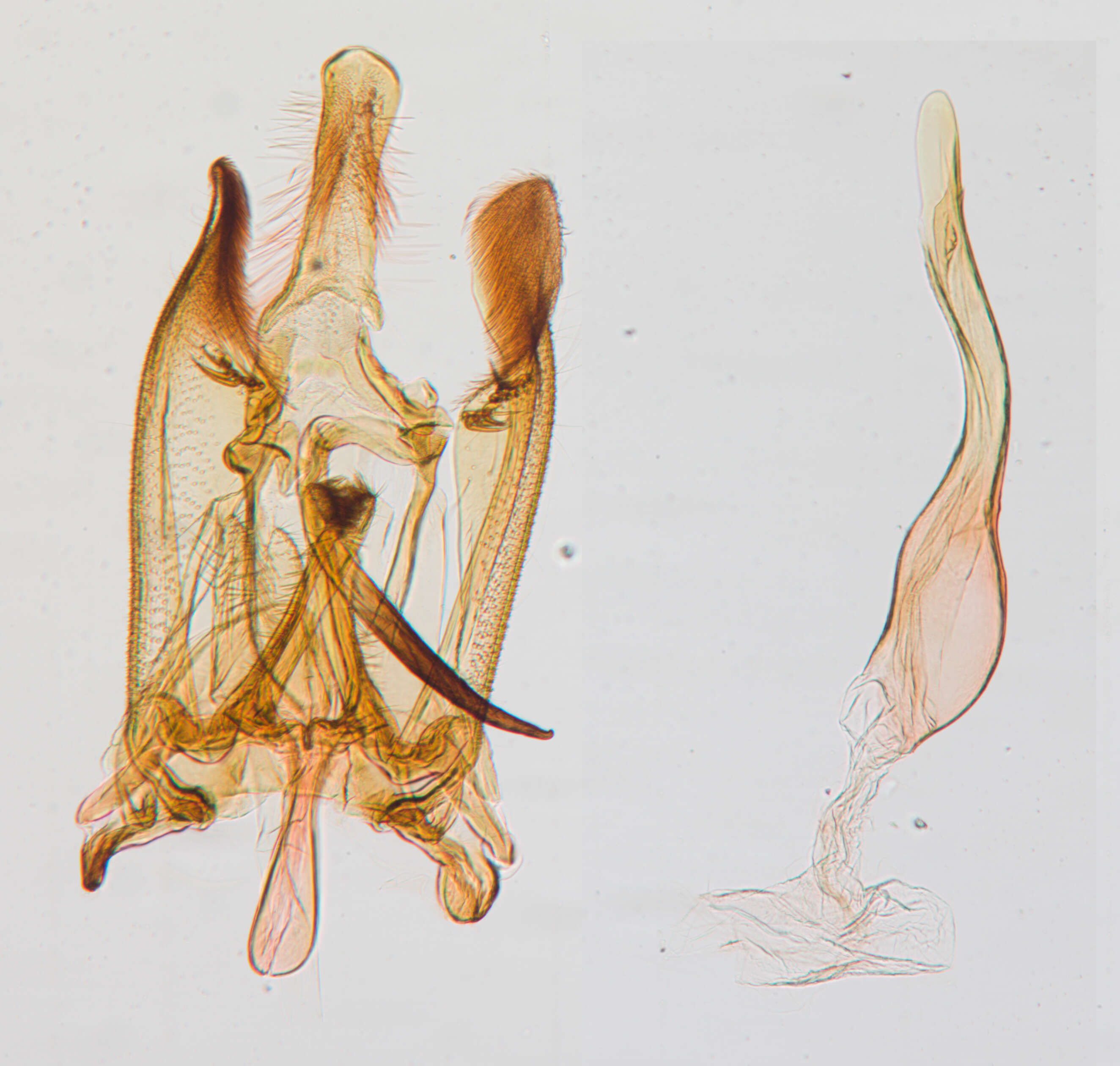 Image of Haplochela trigonota Walsingham 1911