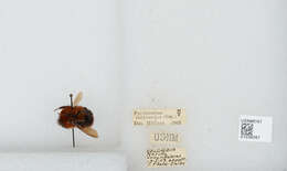 Sivun Bombus rubicundus Smith 1854 kuva