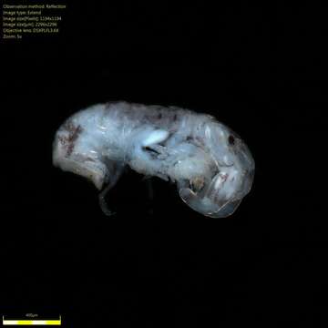 Image of Amphipoda