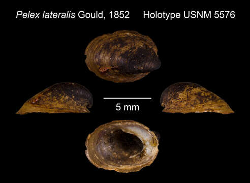 Image of Latia lateralis (Gould 1852)