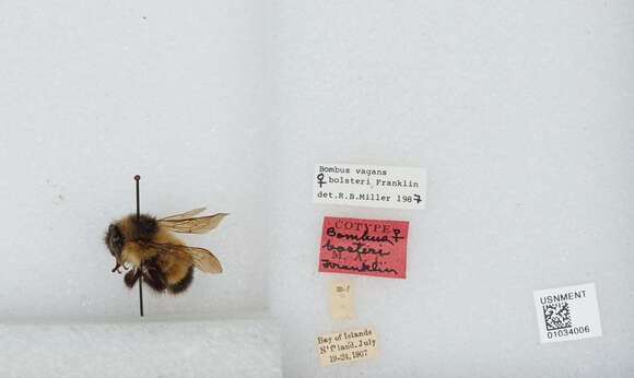 Image of Bombus vagans bolsteri Franklin 1913