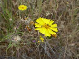 Image of Asteraceae