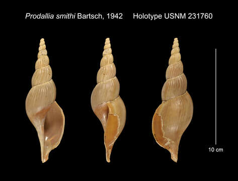 Image of Calliotectum smithi (Bartsch 1942)