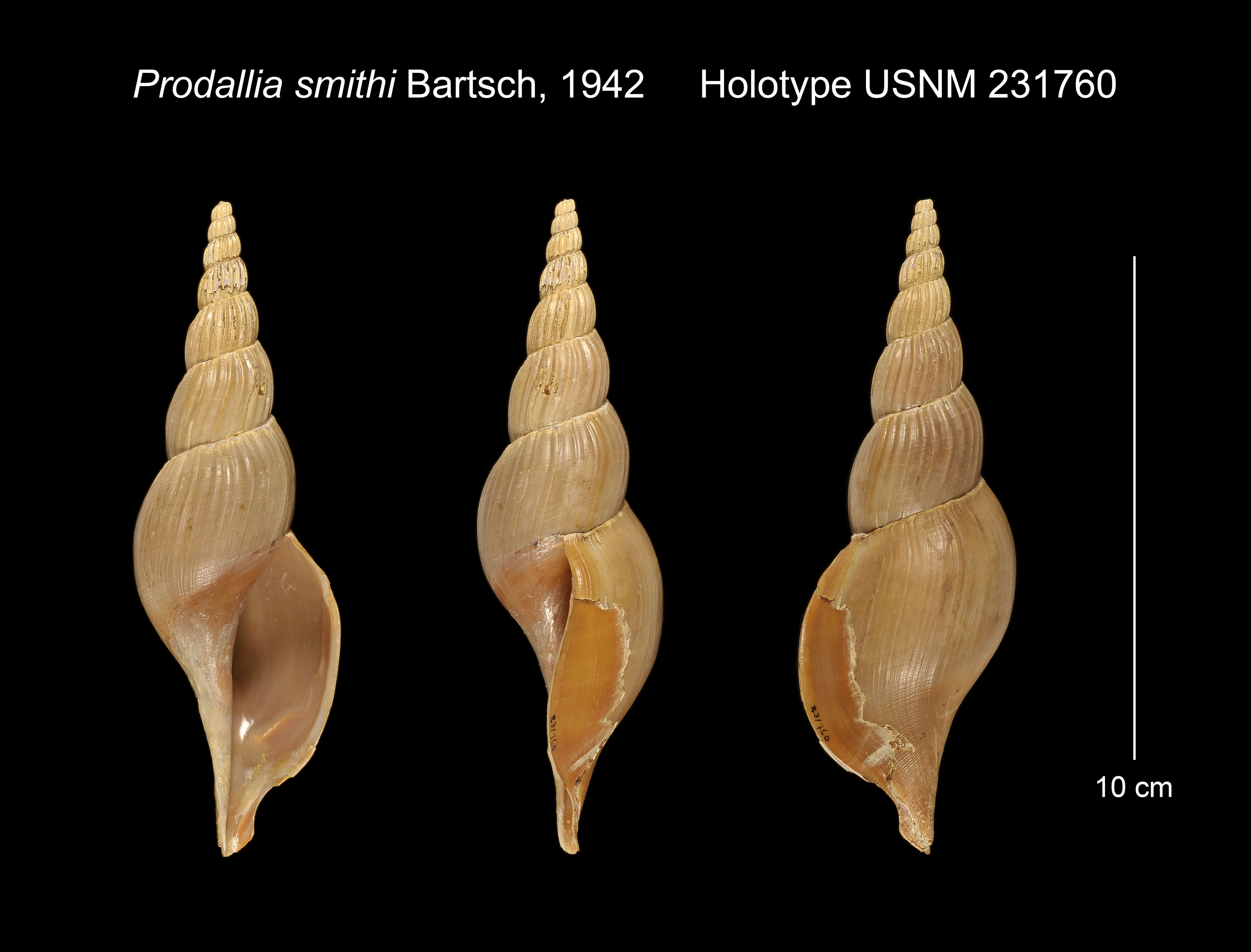 Image of Calliotectum smithi (Bartsch 1942)