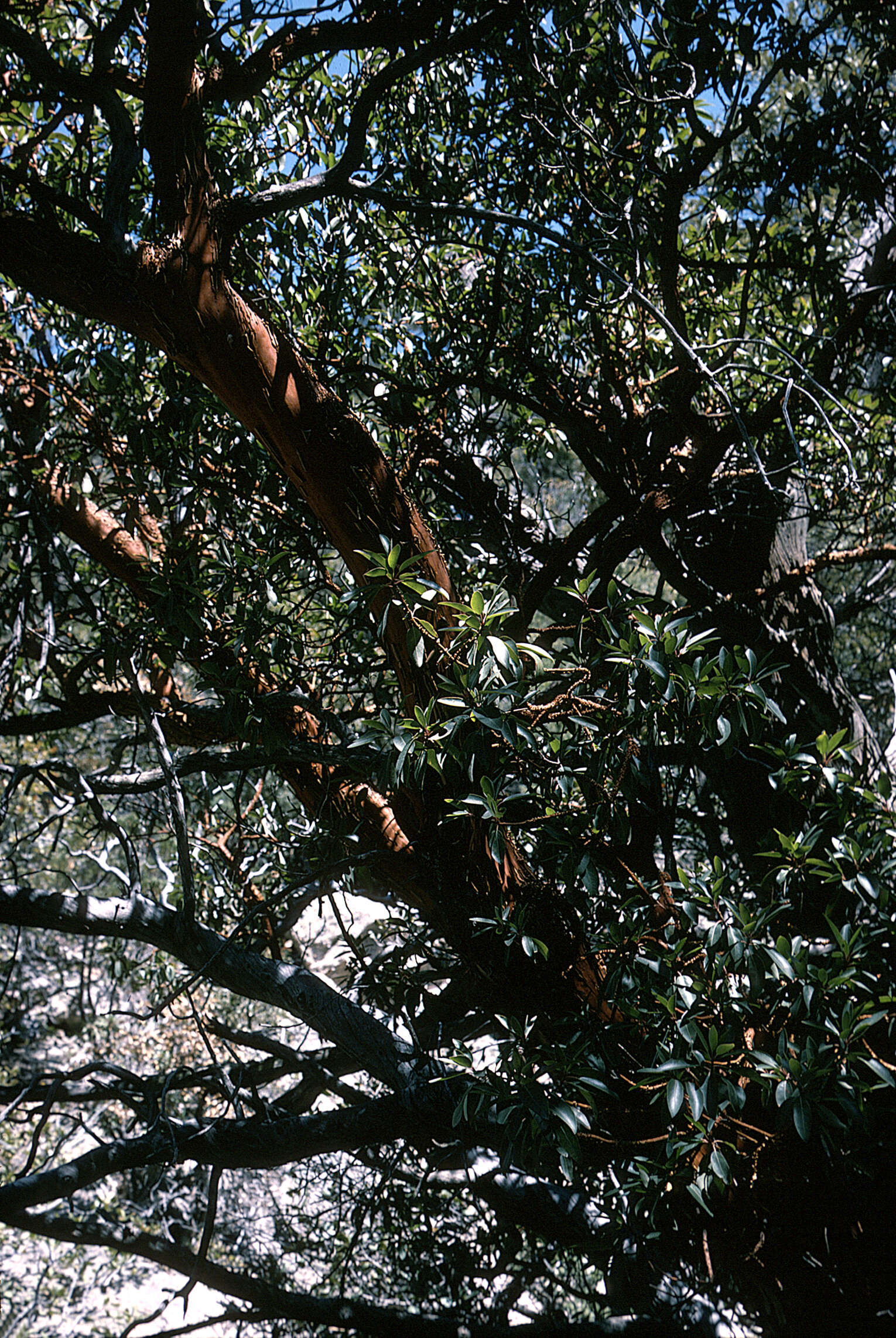 Image of Arizona madrone