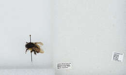 Bombus ephippiatus Say 1837 resmi