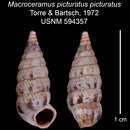 Imagem de <i>Macroceramus <i>picturatus</i></i> picturatus