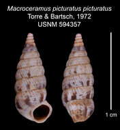 Imagem de <i>Macroceramus <i>picturatus</i></i> picturatus