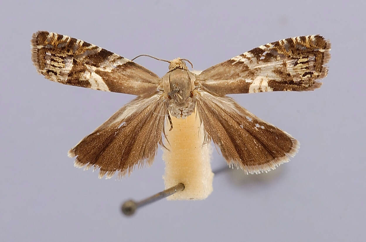 Image of Epinotia Hübner