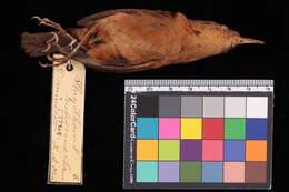 صورة Troglodytes aedon rufescens (Lawrence 1877)