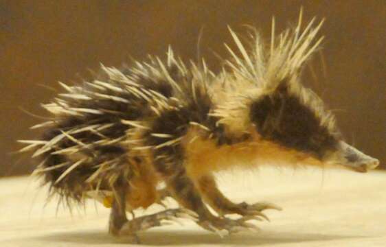 Image of streaked tenrecs