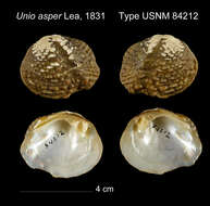 Image of Unio asper I. Lea 1831