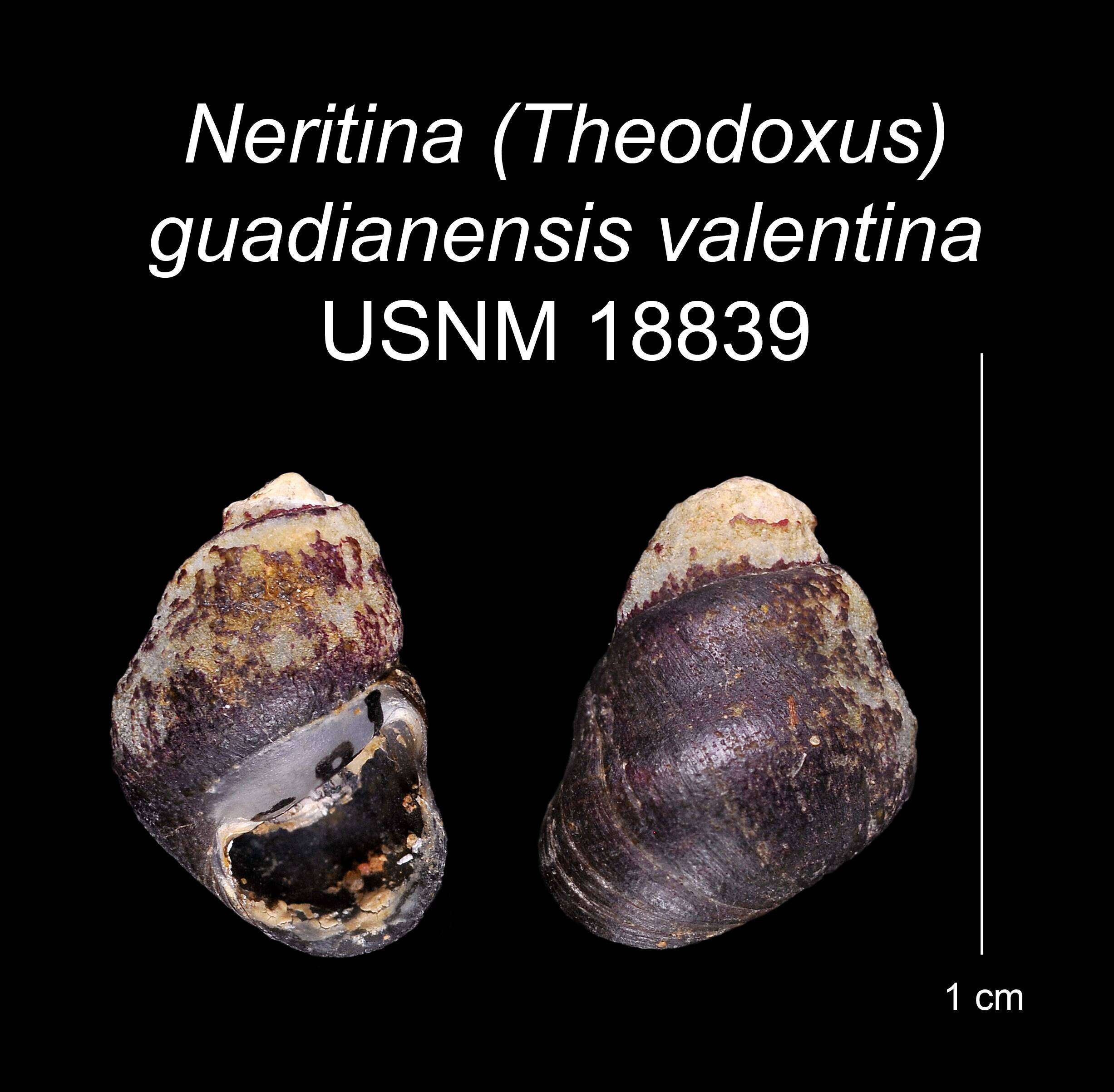 Image of <i>Neritina guadianensis</i> Morelet 1845