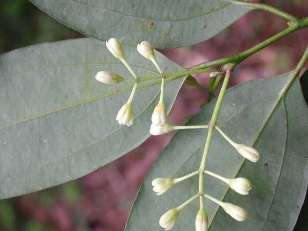Sivun Cinnamomum burmannii (Nees & T. Nees) Bl. kuva