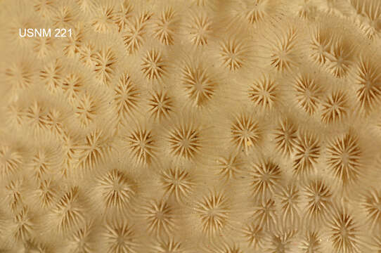 Image of cactus coral