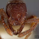 Image of <i>Opisthoscyphus scabrosus</i> Mann
