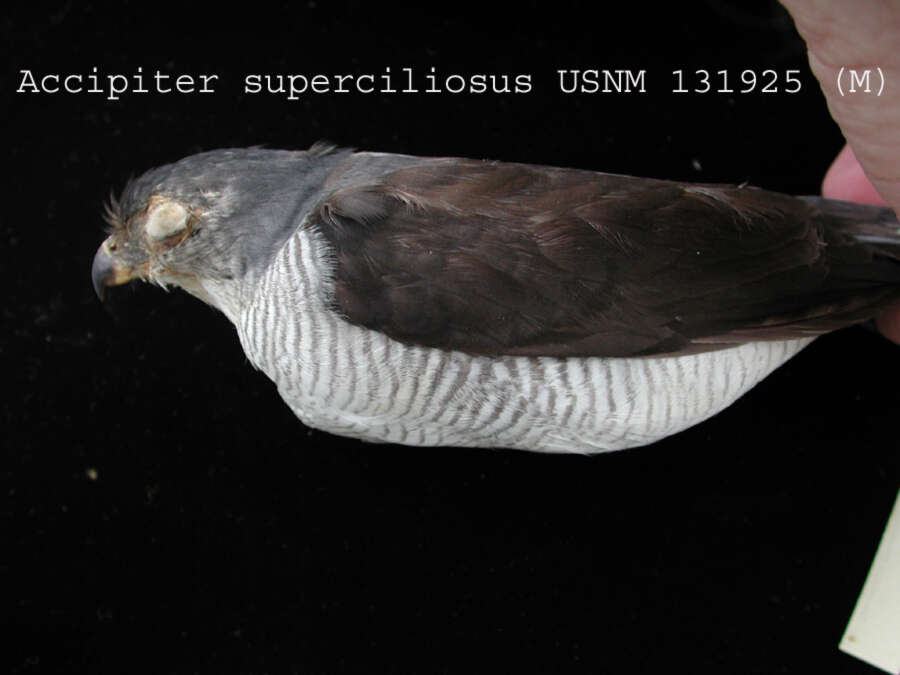 Слика од Accipiter superciliosus (Linnaeus 1766)
