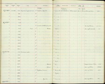 Image of Formicarius analis virescens Todd 1915