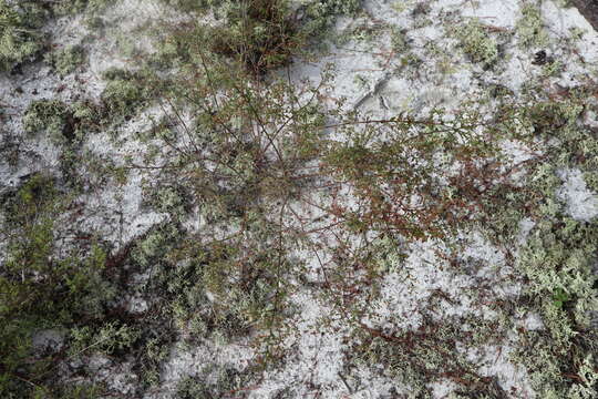 Image of Scrub Pinweed