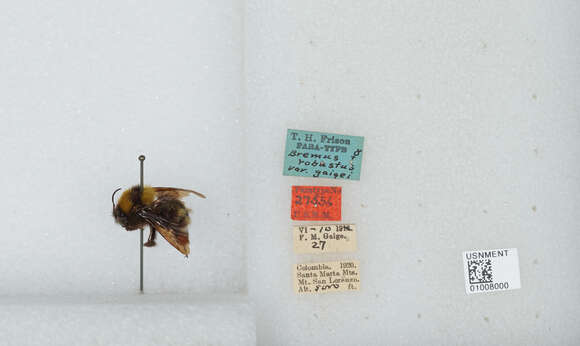 Image of Andean Gardener Bumble Bee