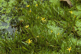 Image of grassleaf mudplantain