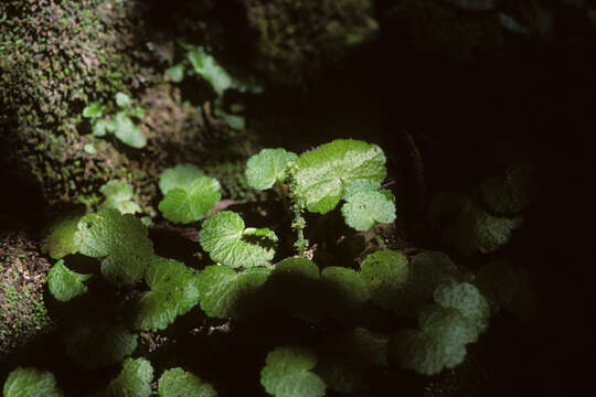 Image de Hydrocotyle hirsuta Sw.